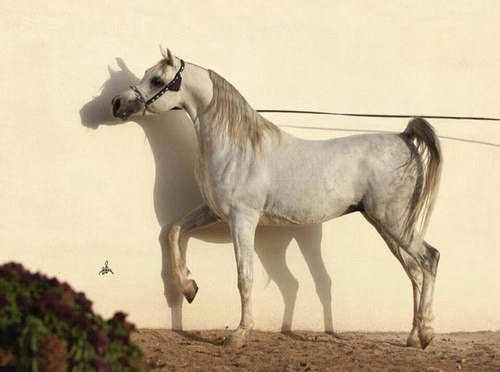 حصان عربي للبيع